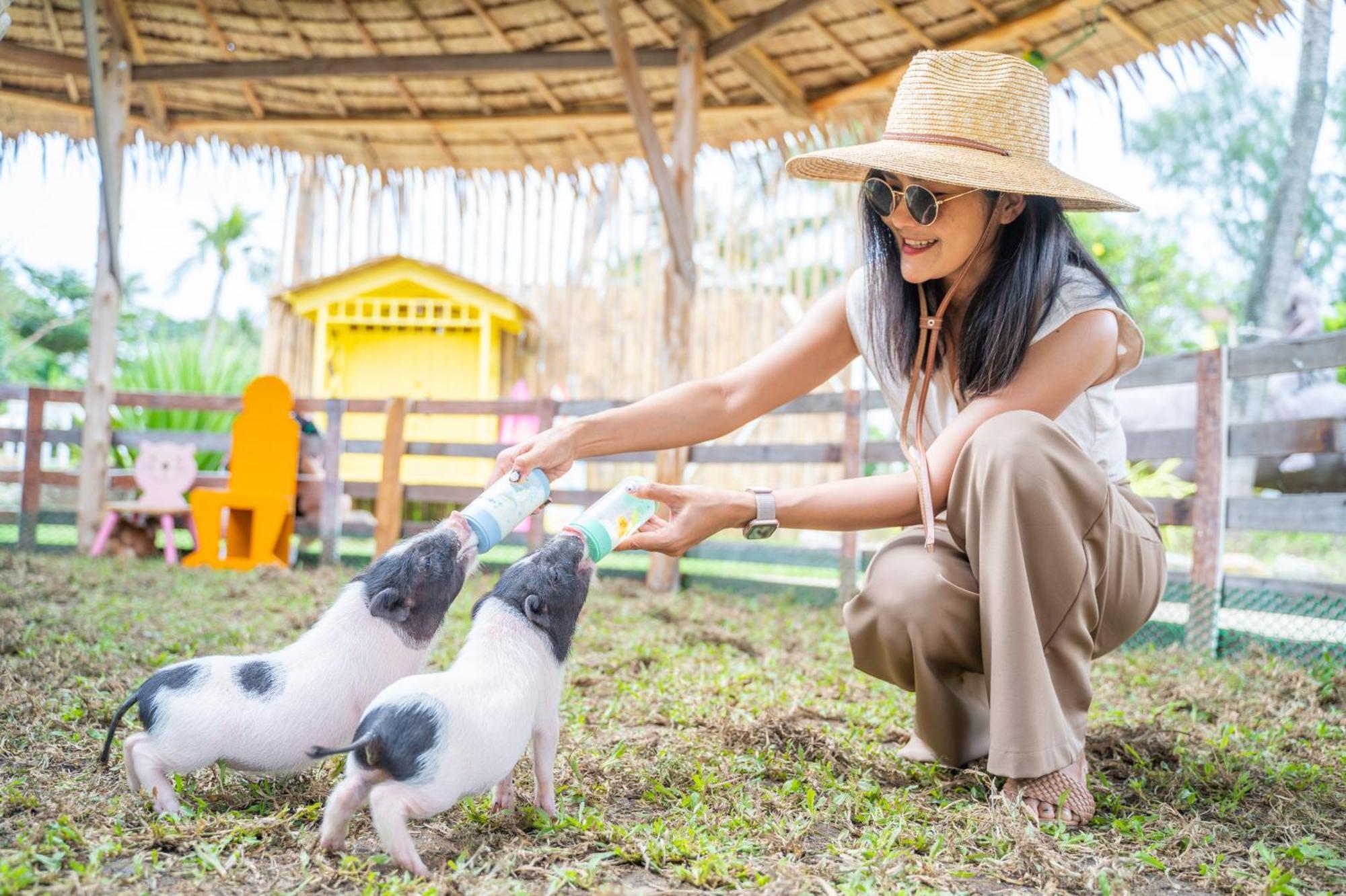 Thavorn Palm Beach Resort Phuket Karon Esterno foto Feeding piglets