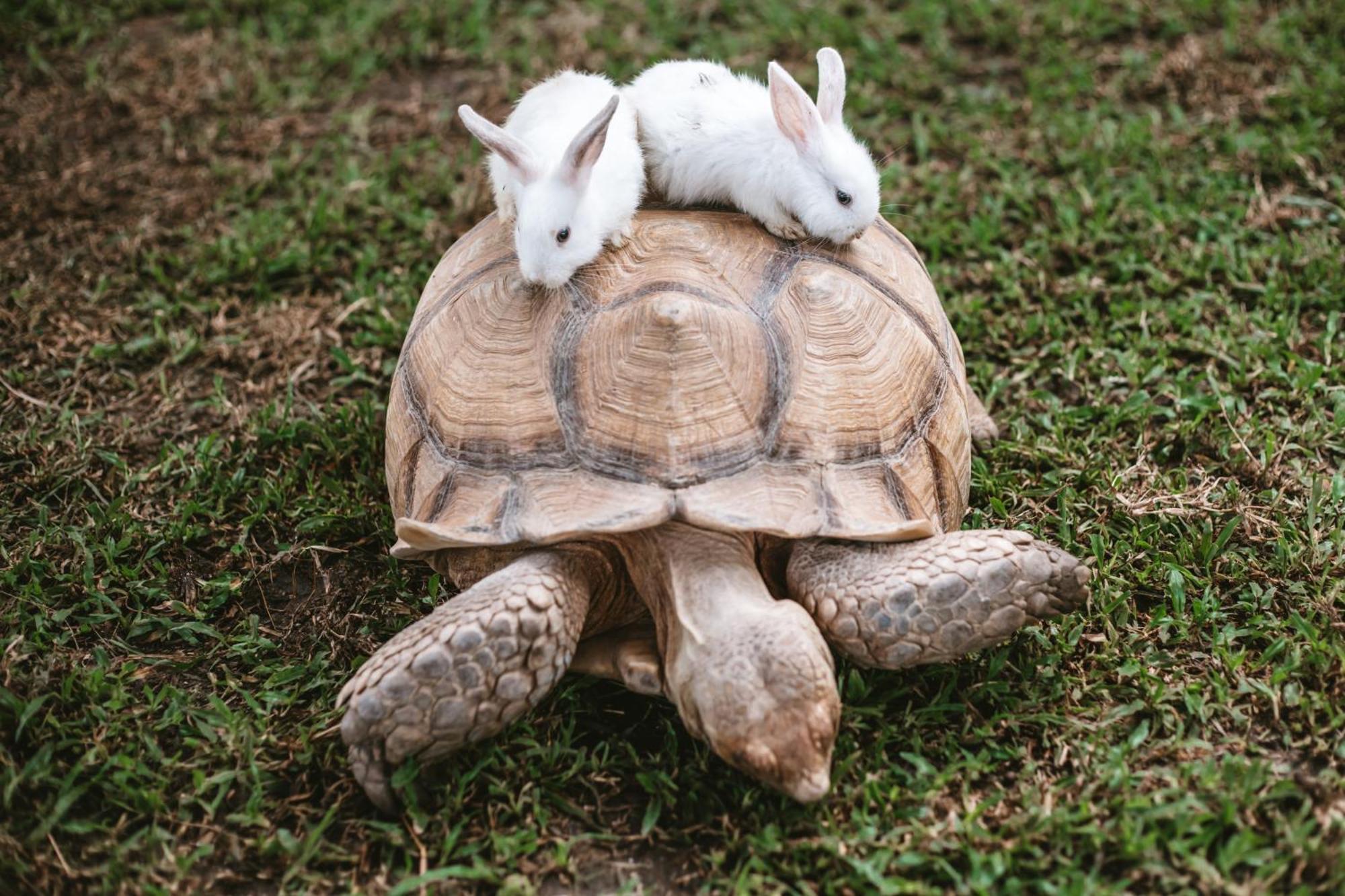 Thavorn Palm Beach Resort Phuket Karon Esterno foto The tortoise and the hare