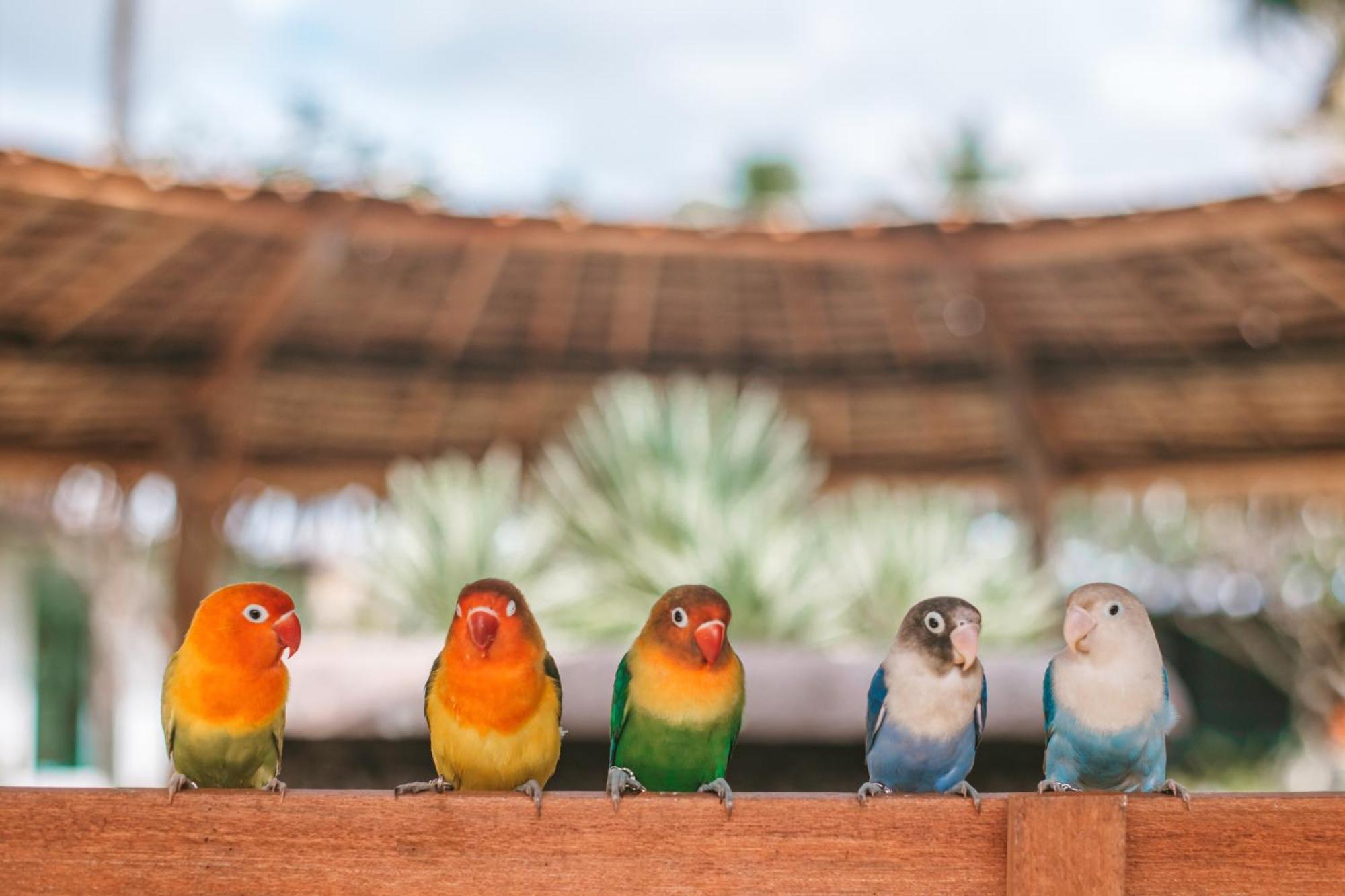 Thavorn Palm Beach Resort Phuket Karon Esterno foto Lovebirds