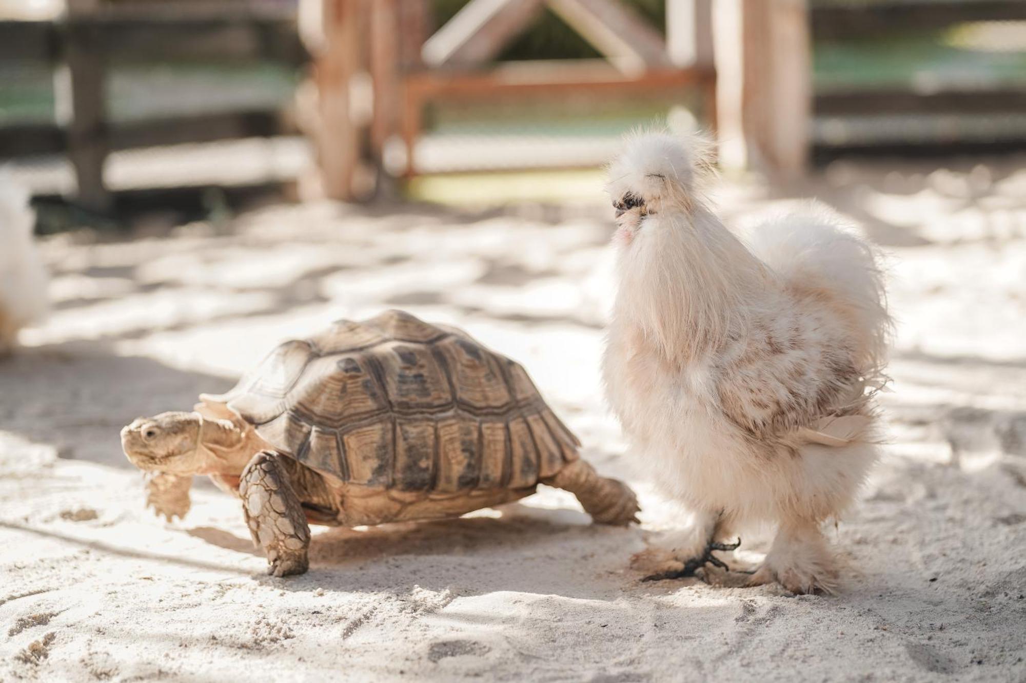 Thavorn Palm Beach Resort Phuket Karon Esterno foto A Silkie hen with a tortoise